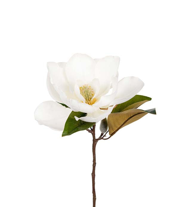 Mr Plant Magnolia tekokukka 50 cm