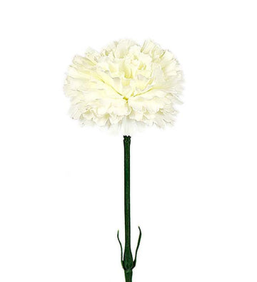 Mr Plant Neilikka tekokasvi 55 cm luonnonvalkoinen