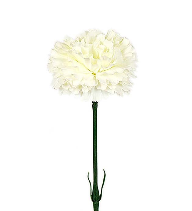 Mr Plant Neilikka tekokasvi 55 cm luonnonvalkoinen