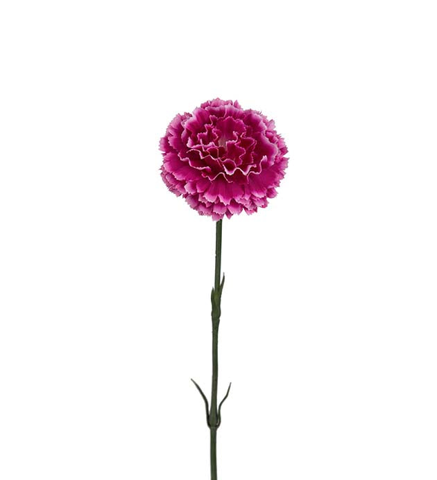 Mr Plant Neilikka tekokasvi 55 cm pinkki
