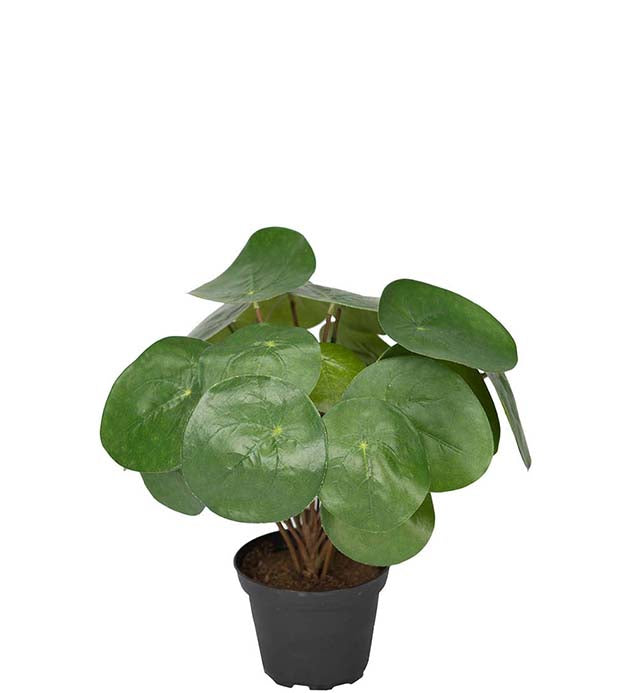 Mr Plant Elefantinkorva tekokasvi