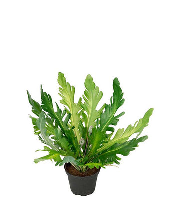 Mr Plant Saniainen tekokasvi