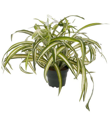 Mr Plant tekokasvi rönsylilja 35 cm
