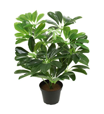 Mr Plant tekokasvi Aralia 40 cm
