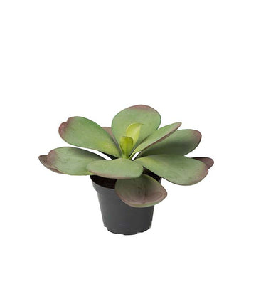 Mr Plant Mehikasvi ruukussa