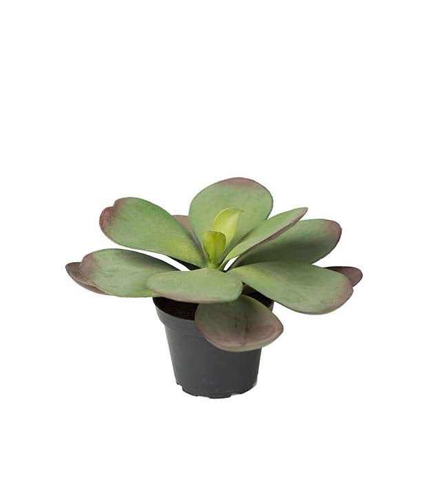 Mr Plant Mehikasvi ruukussa