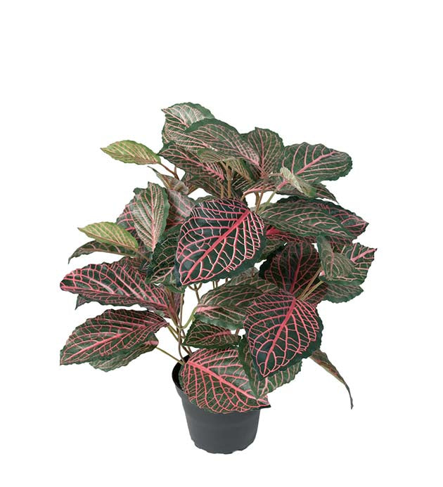 Mr Plant Tekokasvi Pitsilehti silkkikukka ruukussa 40 cm