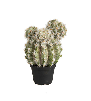 Mr Plant tekokasvi Kaktus