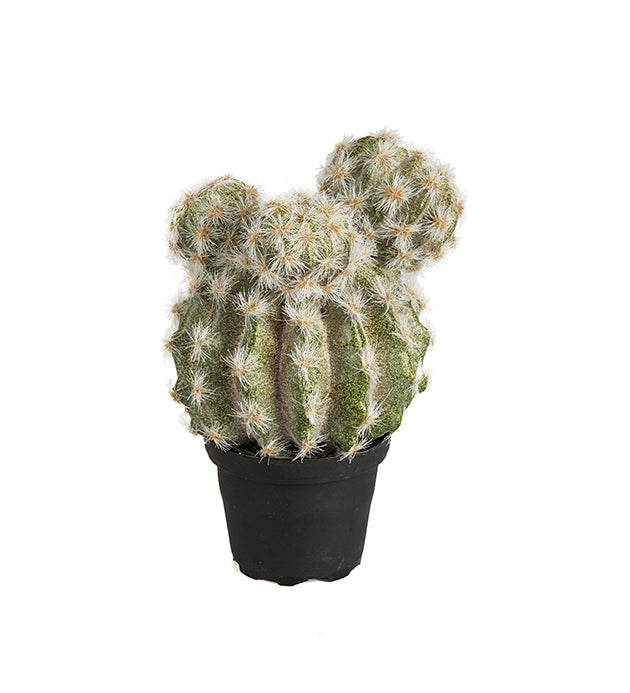 Mr Plant tekokasvi Kaktus